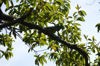 Mayan Eden Zipline – Roatan Eco Park Adventure